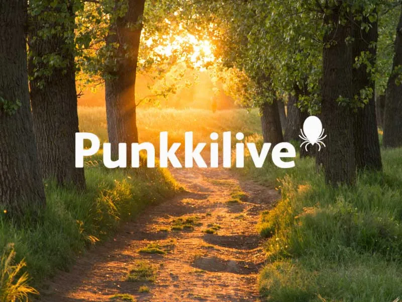 Punkkilive, aurinkoinen polku.